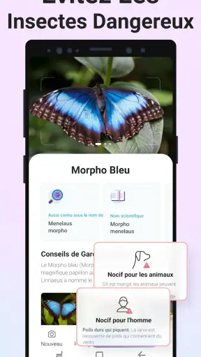 Picture Insect - Insectes ID screenshot
