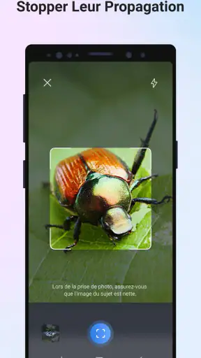 Picture Insect - Insectes ID screenshot