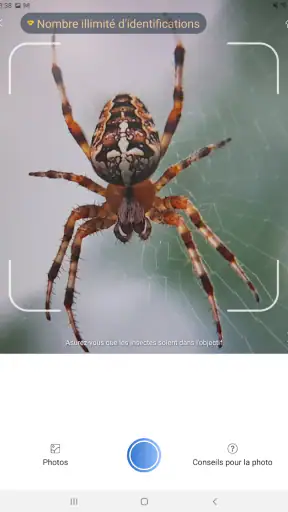 Picture Insect - Insectes ID screenshot