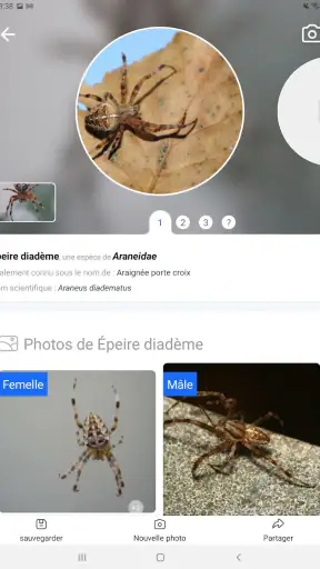 Picture Insect - Insectes ID screenshot