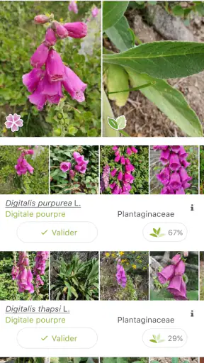 PlantNet Identification Plante screenshot