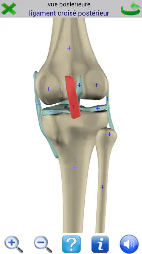 Visual Anatomy 2 screenshot