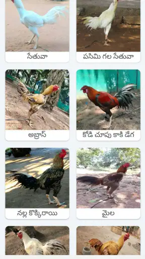Kodi Sastram screenshot