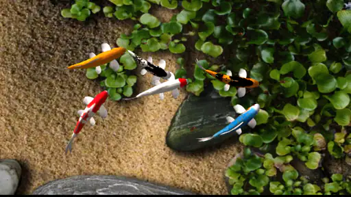 Koi Live Wallpaper screenshot