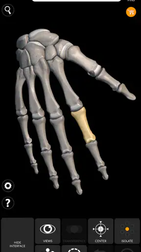 Skeleton | 3D Anatomy screenshot