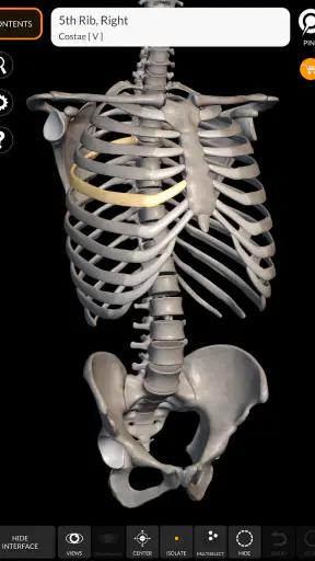 Skeleton | 3D Anatomy screenshot
