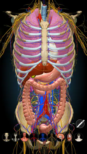 Anatomy Learning - Anatomía 3D screenshot