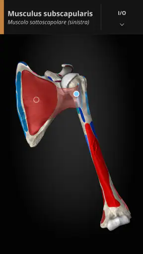 Anatomyka - Anatomia 3D screenshot