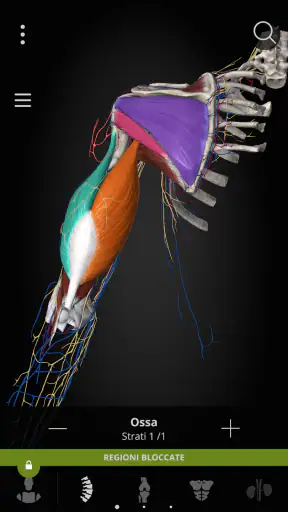 Anatomyka - Anatomia 3D screenshot