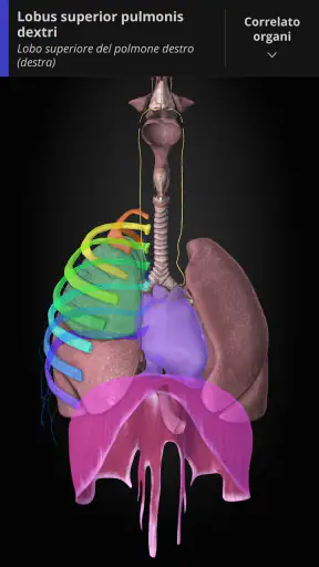 Anatomyka - Anatomia 3D screenshot