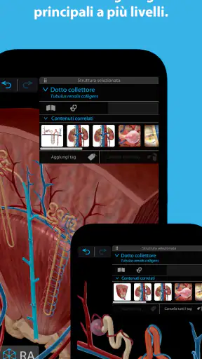 Atlante di anatomia umana 2025 screenshot