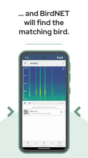 BirdNET screenshot