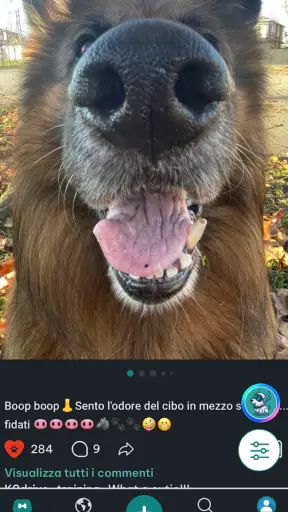 DogPack: Parchi e servizi cani screenshot