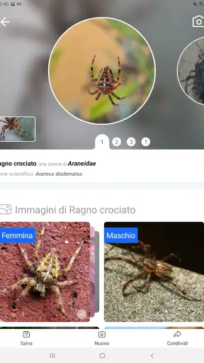 Picture Insect - ID Insetti screenshot