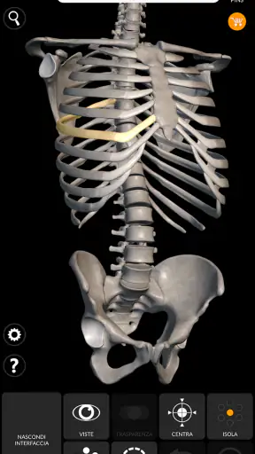 Scheletro | Anatomia 3D screenshot