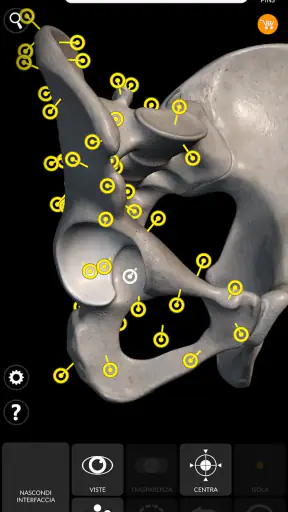 Scheletro | Anatomia 3D screenshot