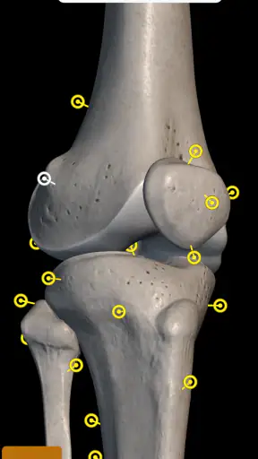 Scheletro | Anatomia 3D screenshot