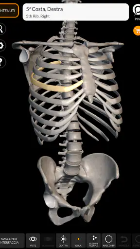Scheletro | Anatomia 3D screenshot