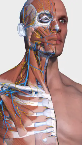 Visual Anatomy 3D - Human body screenshot