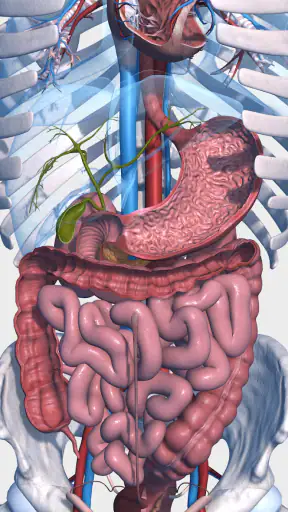 Visual Anatomy 3D - Human body screenshot