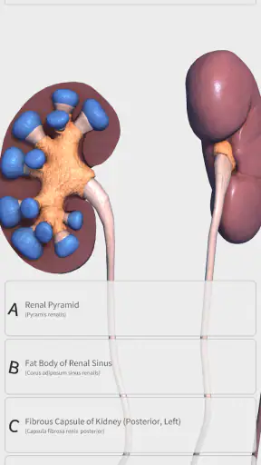 Visual Anatomy 3D - Human body screenshot