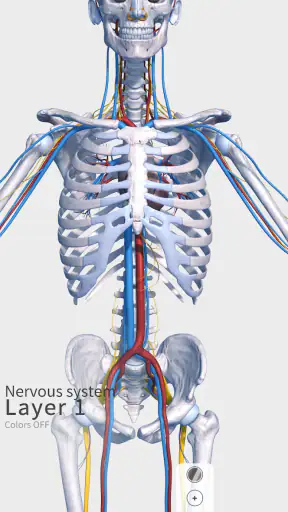 Visual Anatomy 3D - Human body screenshot