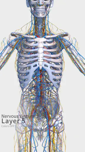 Visual Anatomy 3D - Human body screenshot