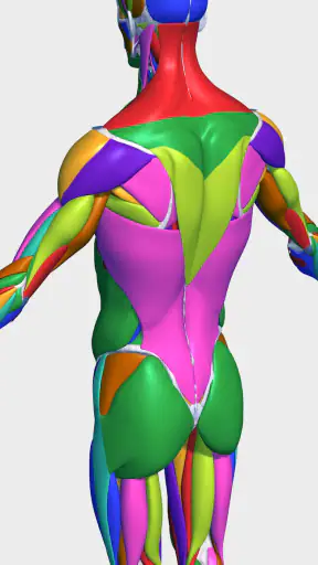 Visual Anatomy 3D - Human body screenshot