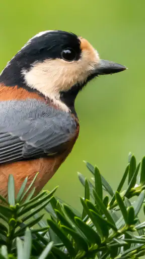 Cornell LabによるMerlin Bird ID screenshot