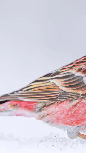Merlin Bird ID by Cornell Lab screenshot