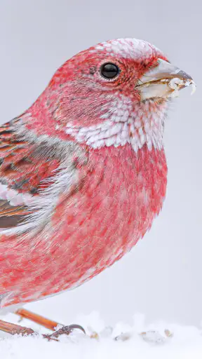 Merlin Bird ID by Cornell Lab screenshot