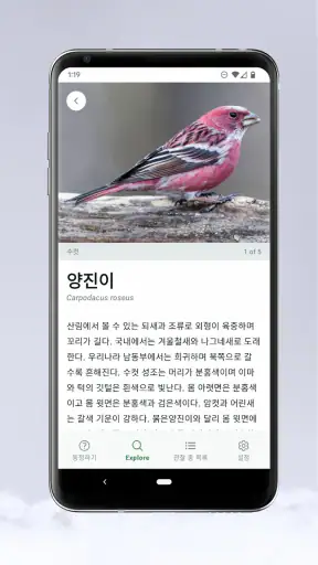Merlin Bird ID by Cornell Lab screenshot