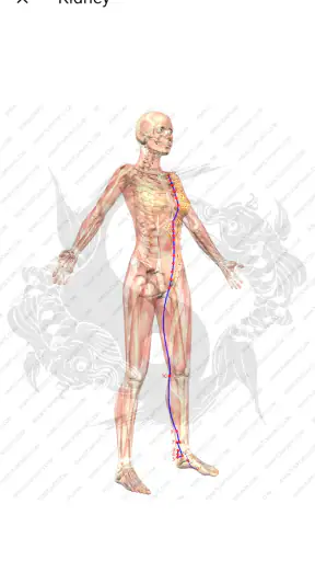 Acupuncture Assistant screenshot