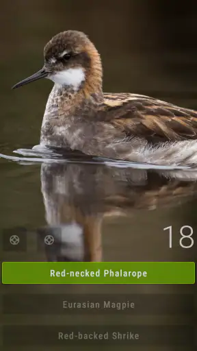 Bird Quiz: Aves Europe screenshot