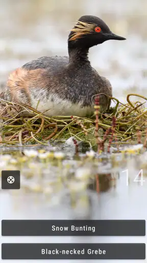 Bird Quiz: Aves Europe screenshot