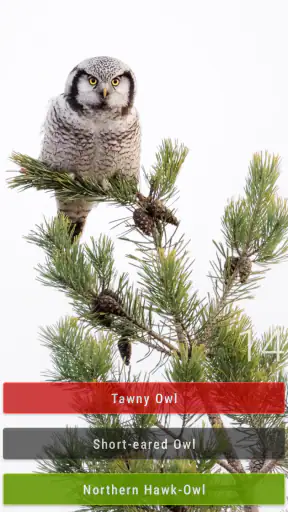 Bird Quiz: Aves Europe screenshot