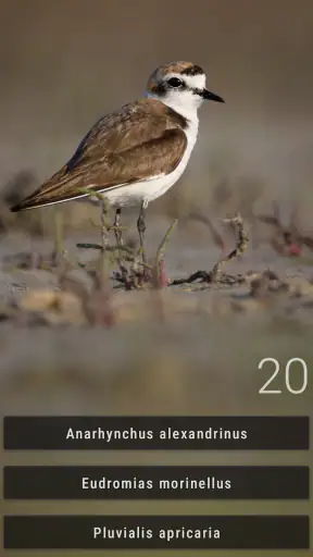 Bird Quiz: Aves Europe screenshot