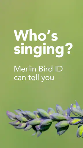 Merlin Bird ID by Cornell Lab screenshot