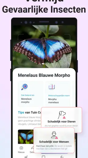 Picture Insect - Insecten ID screenshot