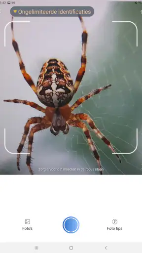 Picture Insect - Insecten ID screenshot