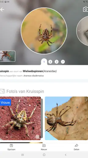 Picture Insect - Insecten ID screenshot