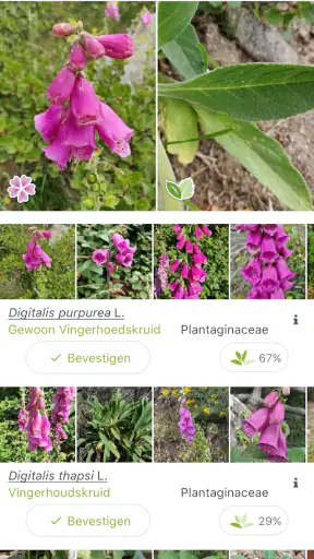 Pl@ntNet plantenidentificatie screenshot