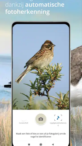 Vogels van Nederland en België screenshot