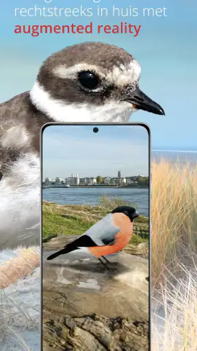 Vogels van Nederland en België screenshot