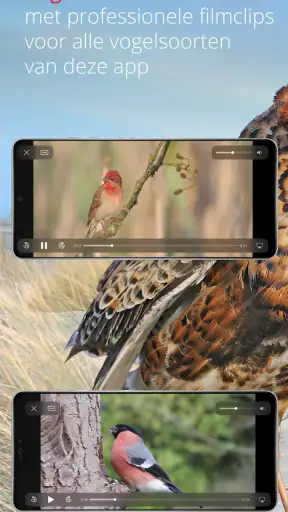 Vogels van Nederland en België screenshot