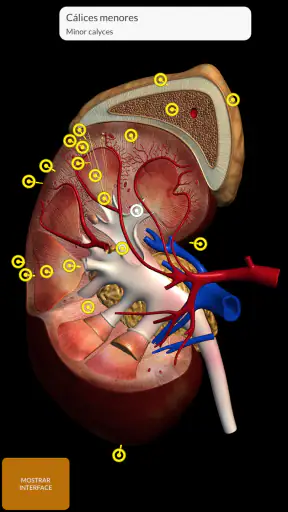 Anatomia - Atlas 3D screenshot