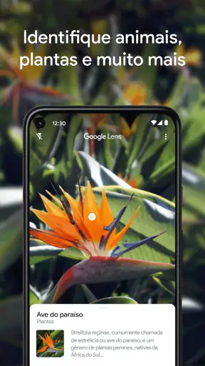 Google Lens screenshot