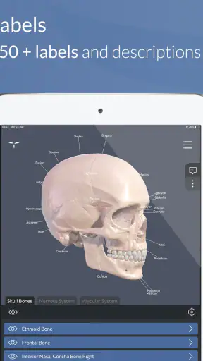 Head Atlas screenshot