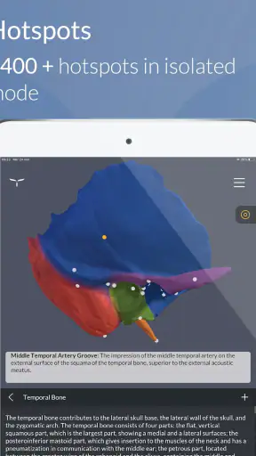 Head Atlas screenshot