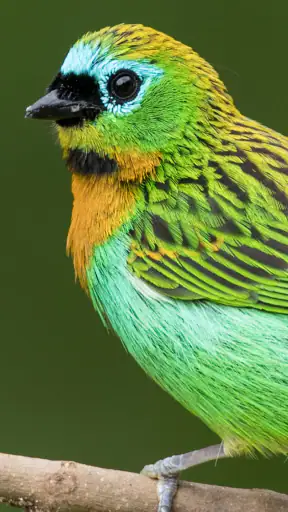 Merlin Bird ID por Cornell Lab screenshot